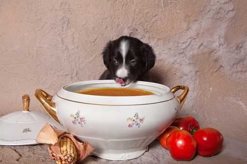 Can dogs have vegetable broth?